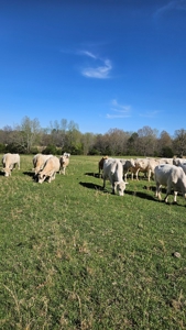 Arkansas cattle Ranch for sale 109 acres - image 22