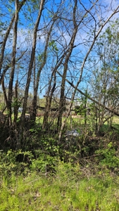 Arkansas cattle Ranch for sale 109 acres - image 14