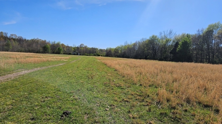 Arkansas cattle Ranch for sale 109 acres - image 9