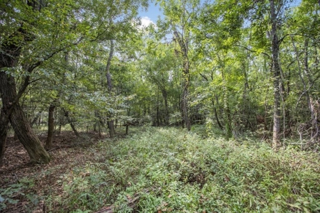 Hunting Land and Camp for Sale on the Pearl River - image 44