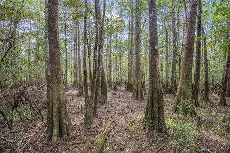 Hunting Land and Camp for Sale on the Pearl River - image 46