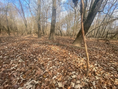 Hunting Land and Camp for Sale on the Pearl River - image 12