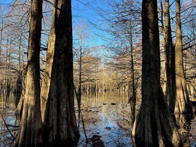 Hunting Land and Camp for Sale on the Pearl River - image 32