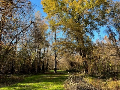 Hunting Land and Camp for Sale on the Pearl River - image 28