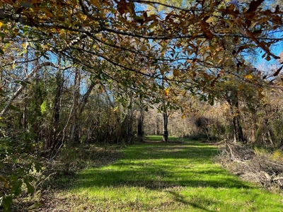 Hunting Land and Camp for Sale on the Pearl River - image 29