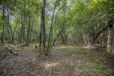 Hunting Land and Camp for Sale on the Pearl River - image 45
