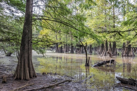Hunting Land and Camp for Sale on the Pearl River - image 48
