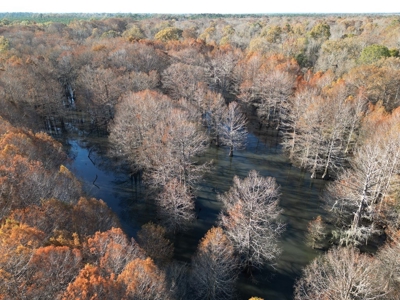 Hunting Land and Camp for Sale on the Pearl River - image 10