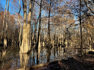 Hunting Land and Camp for Sale on the Pearl River - image 33