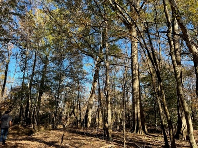 Hunting Land and Camp for Sale on the Pearl River - image 21