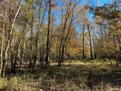 Hunting Land and Camp for Sale on the Pearl River - image 15
