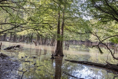 Hunting Land and Camp for Sale on the Pearl River - image 47
