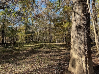 Hunting Land and Camp for Sale on the Pearl River - image 24