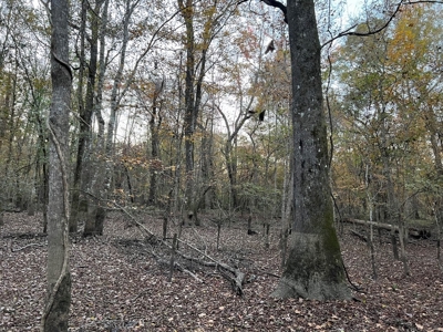 Hunting Land and Camp for Sale on the Pearl River - image 34