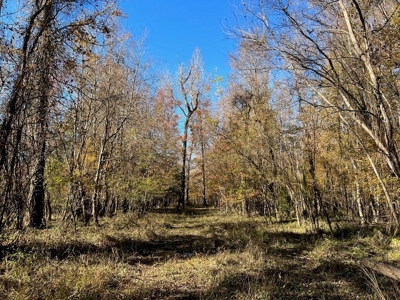 Hunting Land and Camp for Sale on the Pearl River - image 14