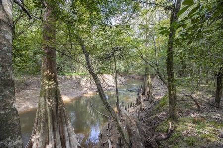 Hunting Land and Camp for Sale on the Pearl River - image 43