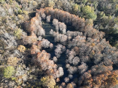 Hunting Land and Camp for Sale on the Pearl River - image 9
