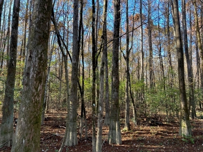 Hunting Land and Camp for Sale on the Pearl River - image 26