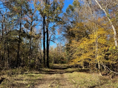 Hunting Land and Camp for Sale on the Pearl River - image 18