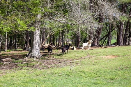 Turnkey High Fence for Sale in Amite County, MS - image 25