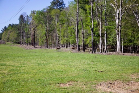 Turnkey High Fence for Sale in Amite County, MS - image 16