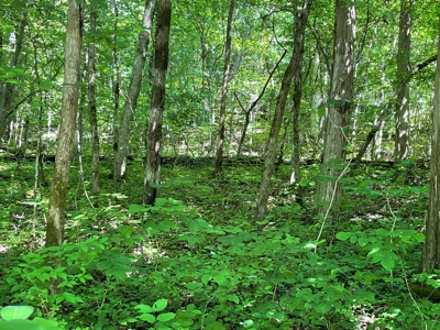 Land With Natural Water For Sale in Linden, Tennessee - image 2