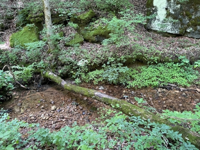 Land With Natural Water For Sale in Linden, Tennessee - image 5