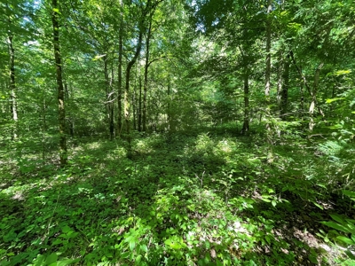 Land With Natural Water For Sale in Linden, Tennessee - image 4
