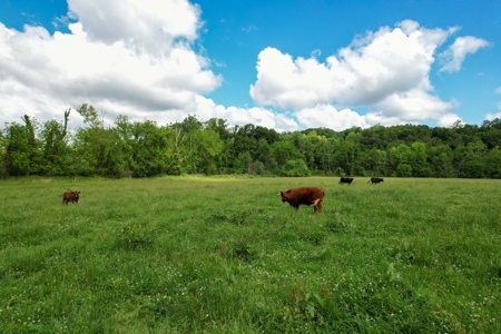 27.5 Acre Farm With 4 Bedrooms-1 Bath In Patrick County, Va - image 47
