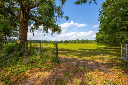 Land For Sale In Suwannee County !! - image 1