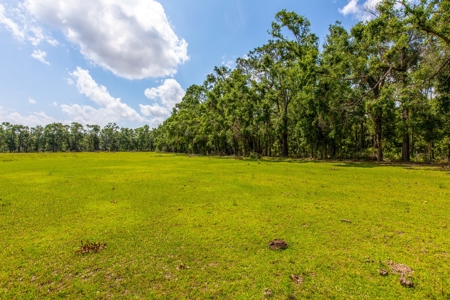 Land For Sale In Suwannee County !! - image 5