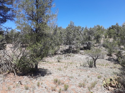 7+ acre off grid parcel has varied terrain and big trees - image 9