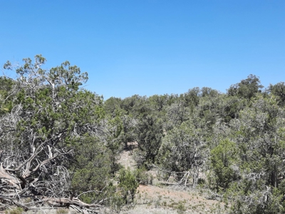 7+ acre off grid parcel has varied terrain and big trees - image 3