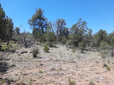 7+ acre off grid parcel has varied terrain and big trees - image 10