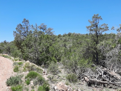 7+ acre off grid parcel has varied terrain and big trees - image 4