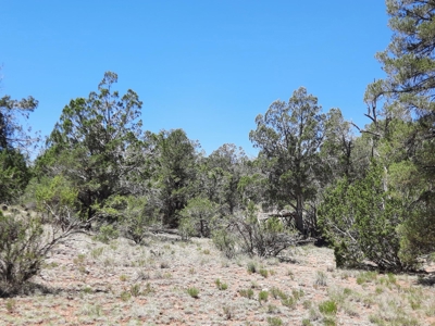 7+ acre off grid parcel has varied terrain and big trees - image 6