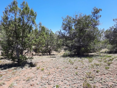 7+ acre off grid parcel has varied terrain and big trees - image 8