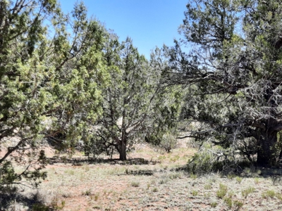 7+ acre off grid parcel has varied terrain and big trees - image 1