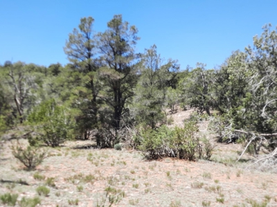 7+ acre off grid parcel has varied terrain and big trees - image 5