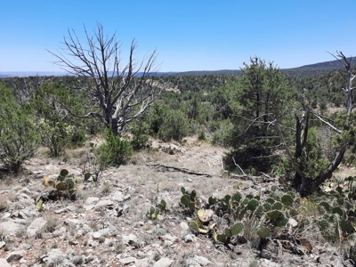 Gorgeous views from this 11+ off grid property - image 7