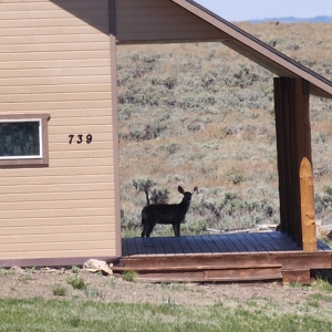 Mountain Cabin in Powderhorn, Colorado - image 9
