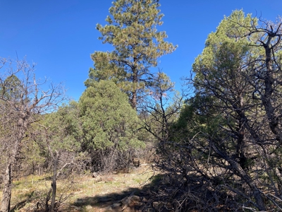 Beautiful Mountain Property Near Chama New Mexico - image 3