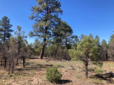 Beautiful Mountain Property Near Chama New Mexico - image 1