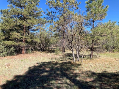 Beautiful Mountain Property Near Chama New Mexico - image 7