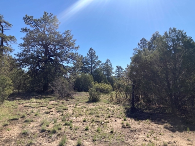 Beautiful Mountain Property Near Chama New Mexico - image 13