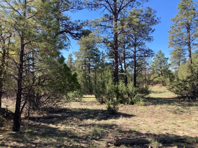 Beautiful Mountain Property Near Chama New Mexico - image 6