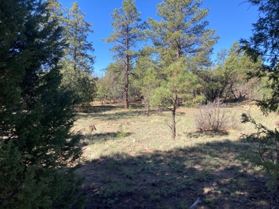 Beautiful Mountain Property Near Chama New Mexico - image 5