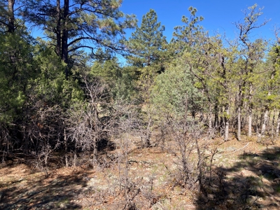 Beautiful Mountain Property Near Chama New Mexico - image 4