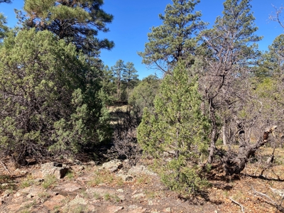 Beautiful Mountain Property Near Chama New Mexico - image 2