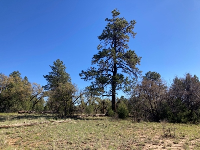 Beautiful Mountain Property Near Chama New Mexico - image 14